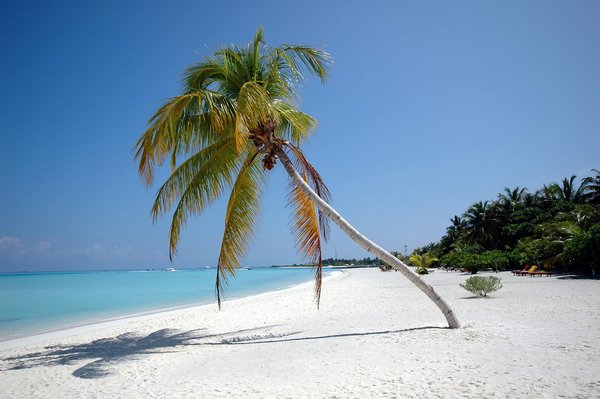 Comment organiser une croisière pour explorer les îles Galápagos avec des biologistes marins?